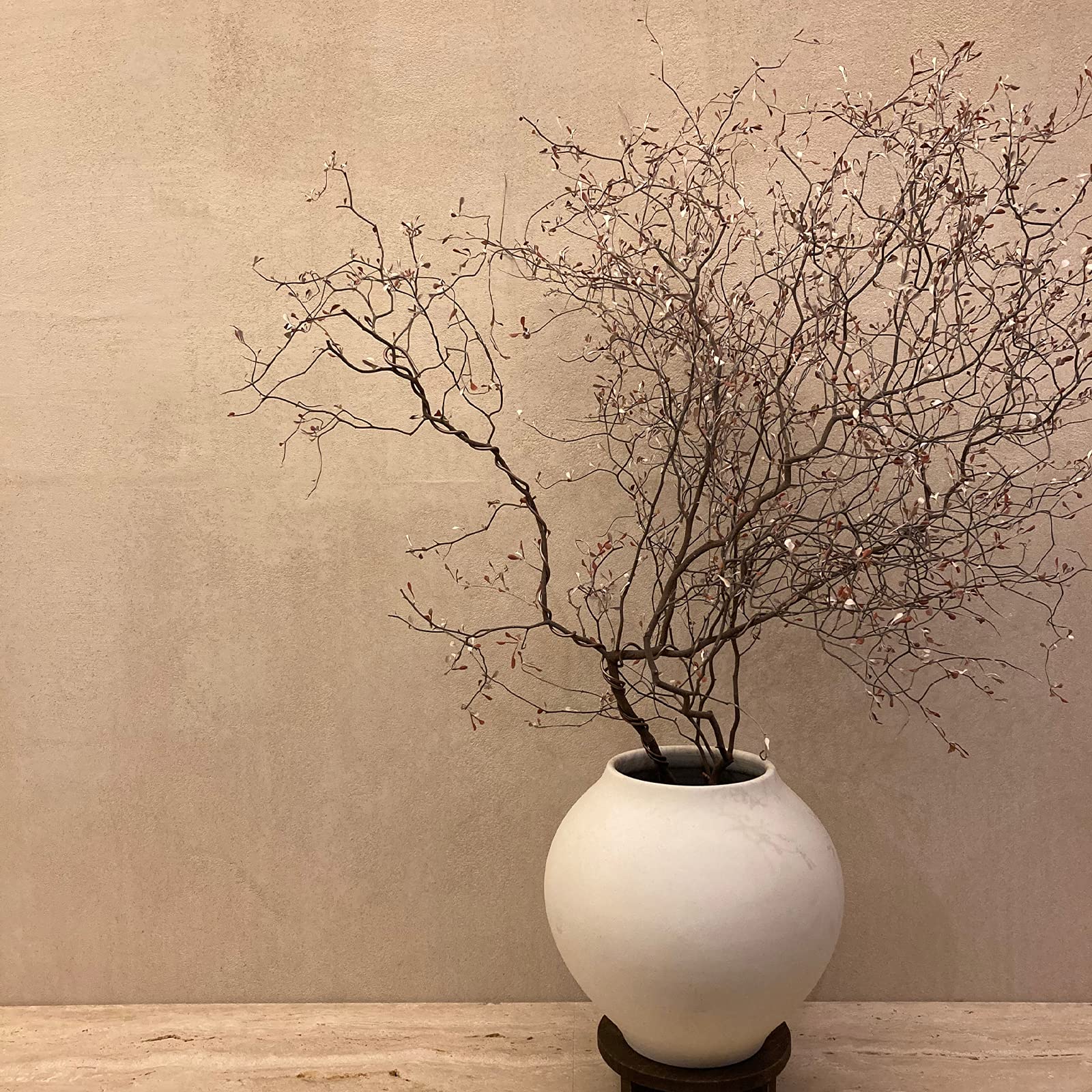 Hayloft Maori Silver Leaf |Corokia Plant| Indoor & Outdoor | 1 x 15cm Pot