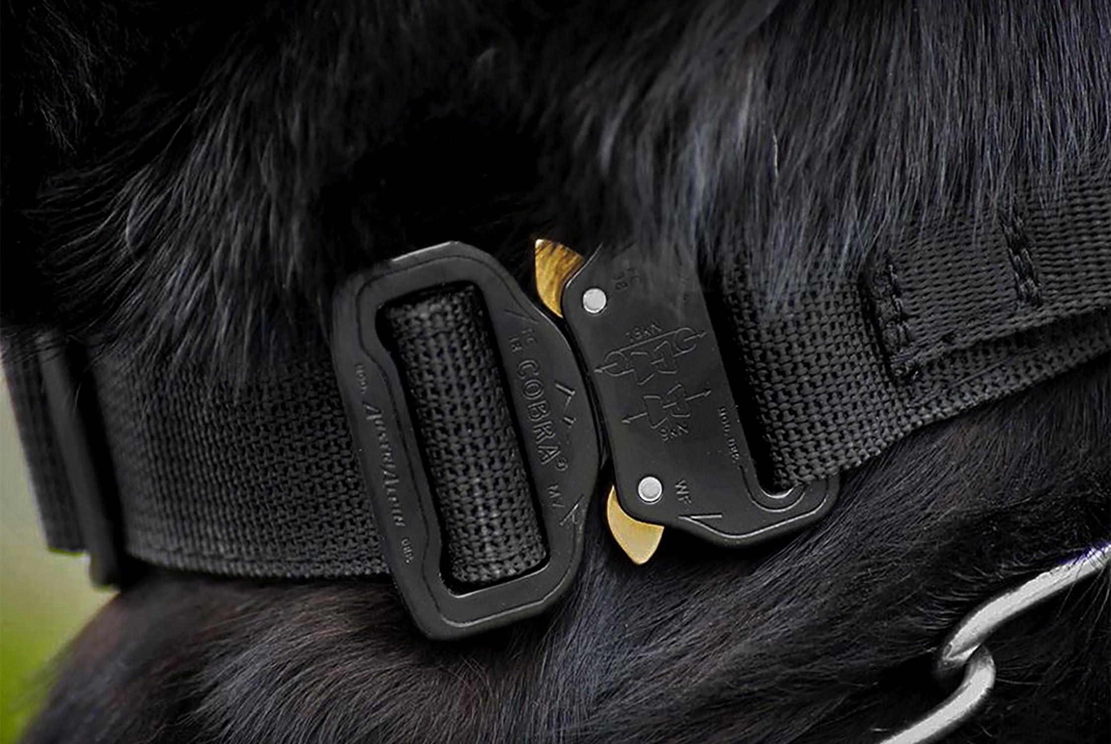 Dingo Gear Collar Cobra con Hebilla Segura y Velcro. Defensa. Cuello 45–63 cm, Negro (S04029)