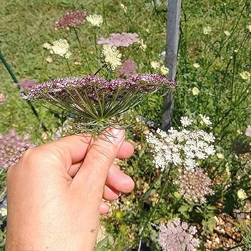 Miniatura 3 de CHUXAY GARDEN Semilla de Dara Ammi rosa y borgoña, 100 semillas, encaje falso de reina Anne, excelente planta de hierbas resistente anual,