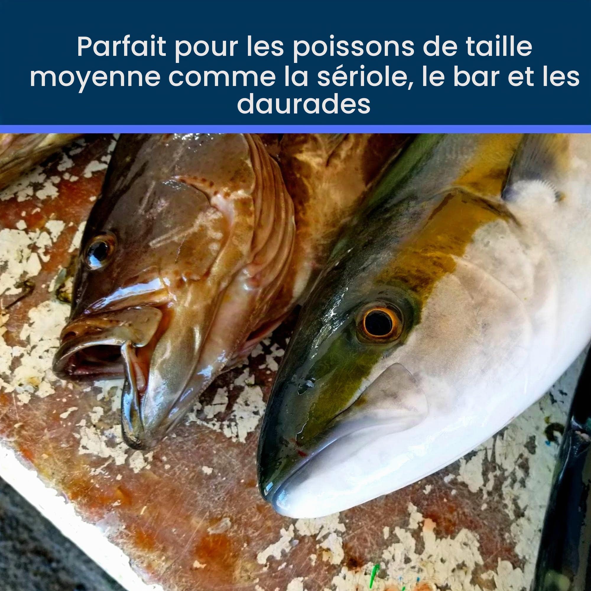 Kit d’ikejime Robuste Pique à Poisson d’ikejime et shinkejime avec Fil en Acier Inoxydable, pour sériole, Bar, brème, Bleu