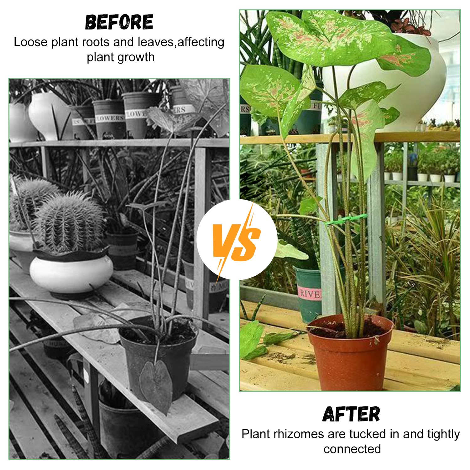 Lot De 12 Piquets De Support Pour Plantes - Vert - Réglable - Avec Boucles - Pour Tomate, Hortensia