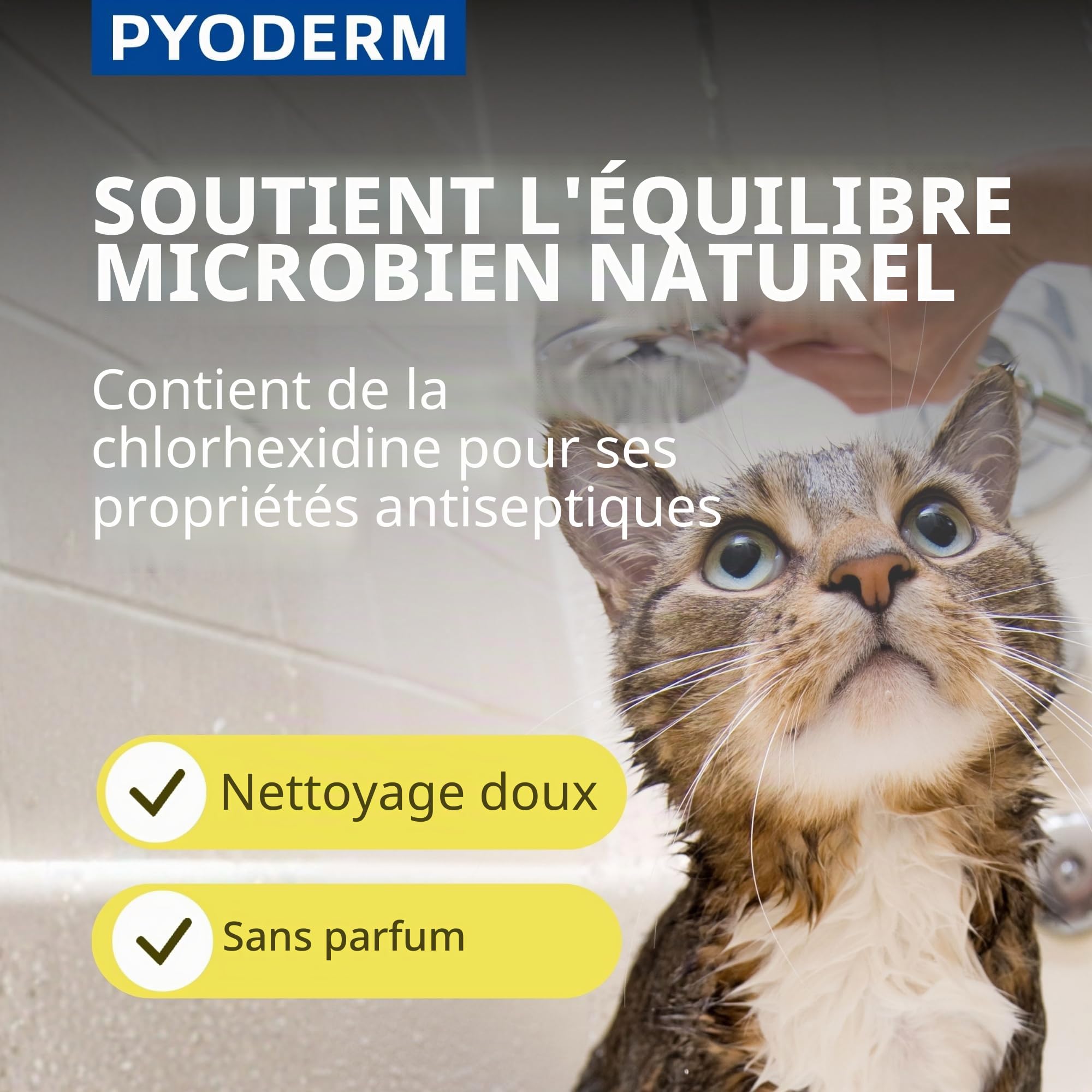 SHAMPOING PYODERM GLYCOTEC Chien & Chat 250 ML