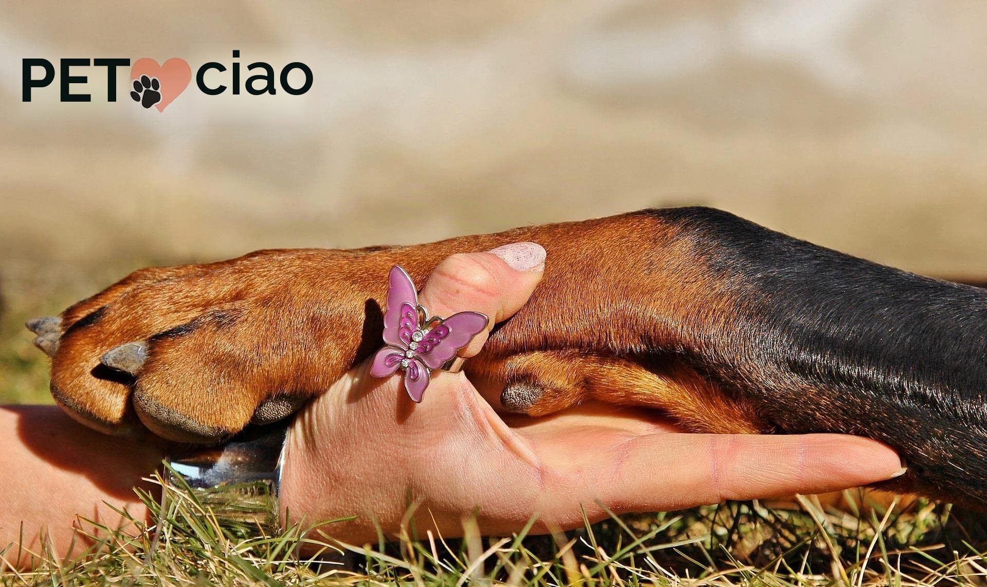 PrimoLiving bara per Animali Domestici in Legno Finitura Naturale - Misura L per Piccoli Animali Domestici - bara per Animali Domestici con Chiusura Fissa in Metallo - bara in Legno di Alta qualità