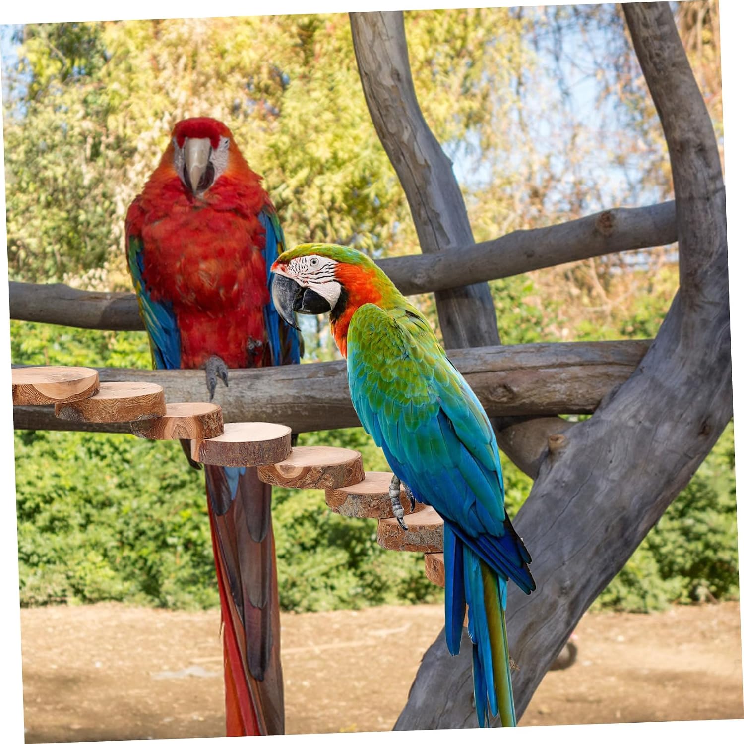 Parakeet Ladder Toy Applewood Perch Stand for Parrots Birds Easy Install Bird Cage Accessory Promotes Coordination Balance Step Design
