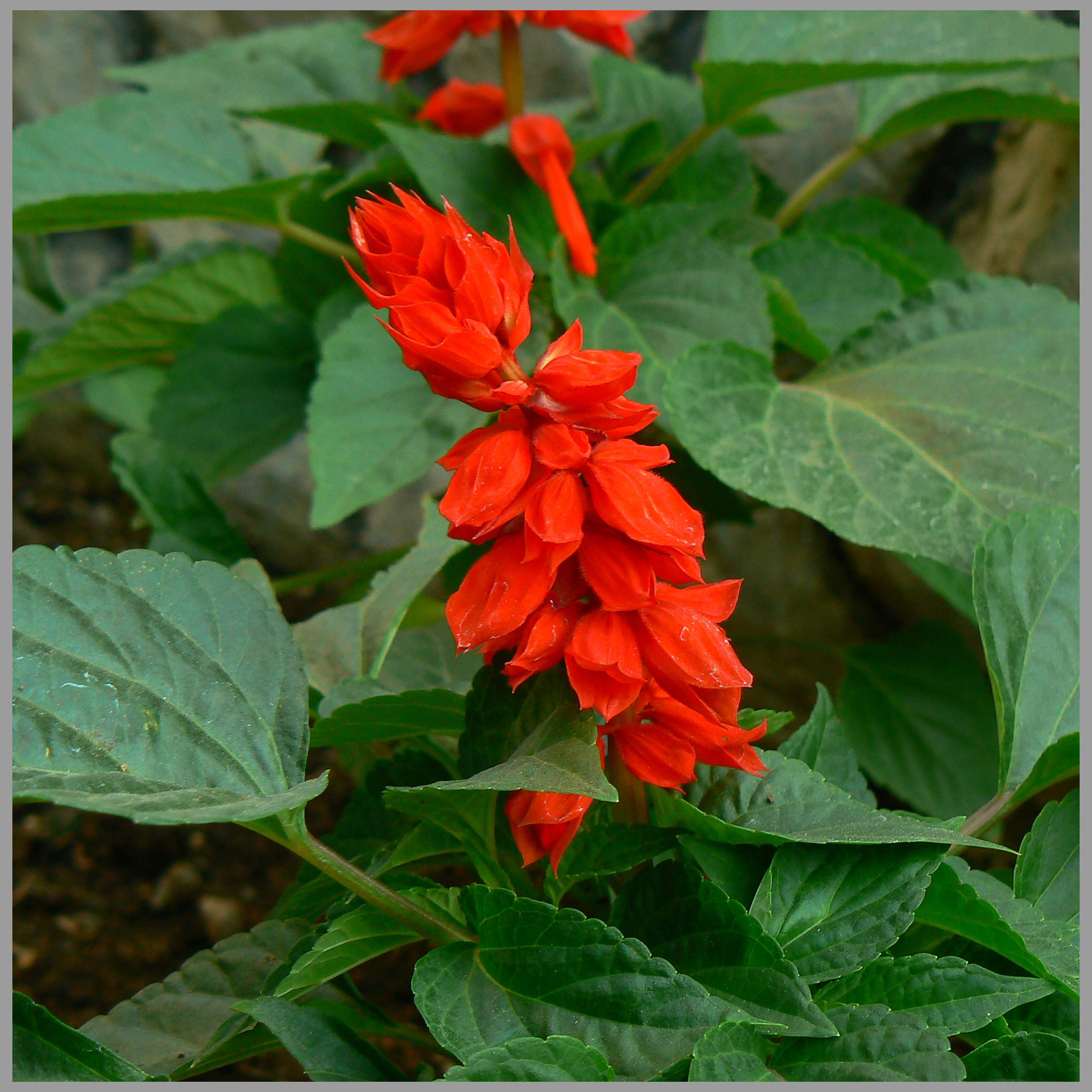 Salvia Vista Red (Scarlet Sage) Flower Seeds (Pack of 50 Seeds) - GardenHunt (B089RZ9DCV) Amazon Price History, Amazon Price Tracker