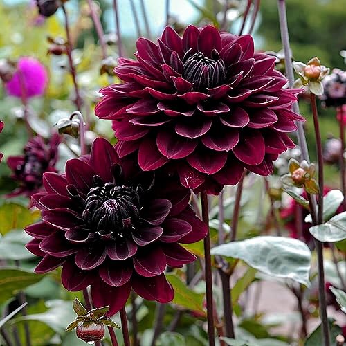 Miniatura 2 de QAUZUY GARDEN 10 semillas de flores de dalia negra, planta ornamental para plantar decoración de jardín en interiores y exteriores