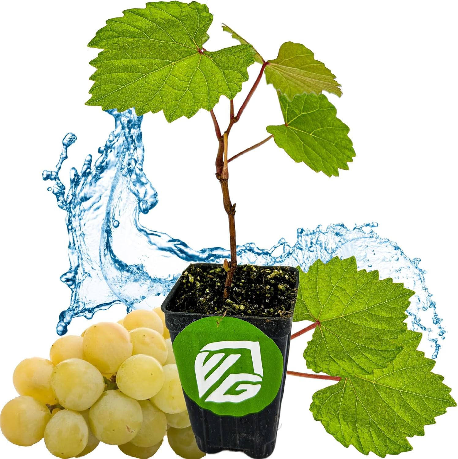 Blanc du Bois Grape Vitis labrusca Wellspring Gardens