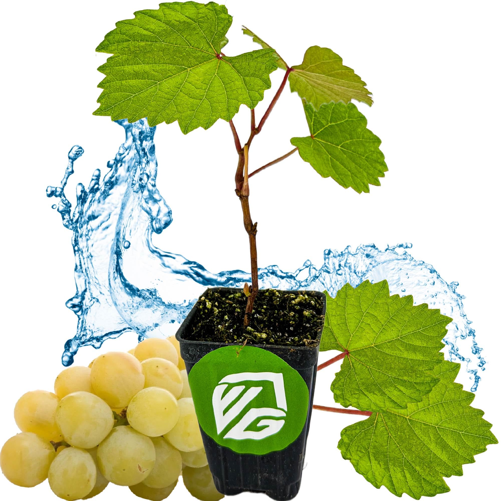 Blanc du Bois Grape Vine
