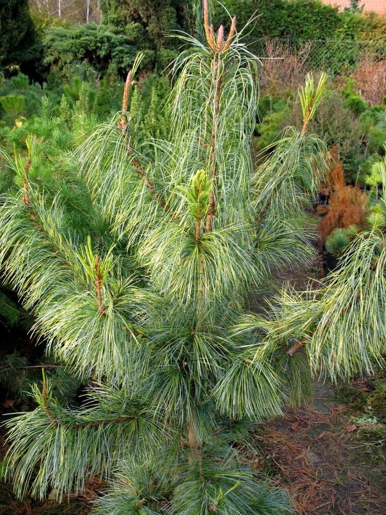 Dragon Eye Korean Pine 3 - Year Graft