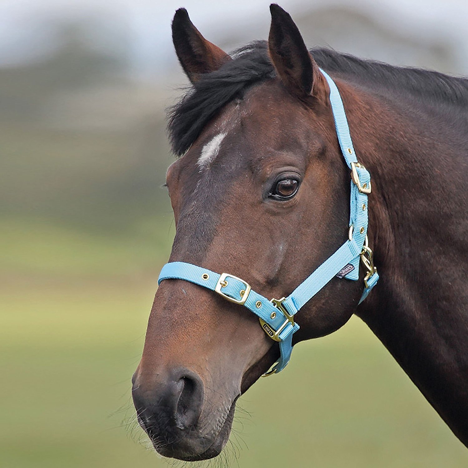 Shires Cabezada de Caballos Ajustable