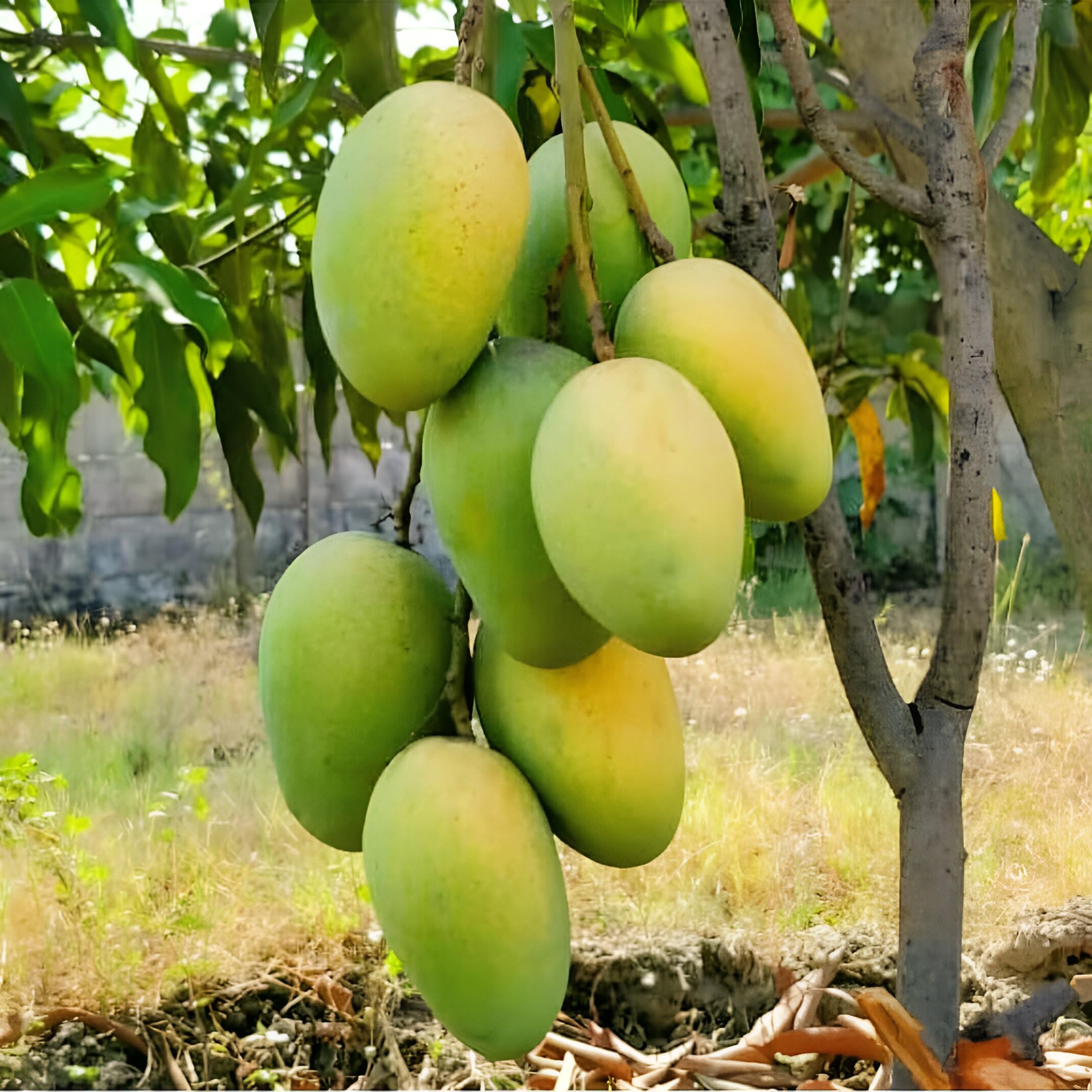 See full amazon price history chart for SEILOZBUNIA FARM - Sweet &Testy Delicious Live " Dudhiya Malda Mango Fruit " Grafted Plant || For Home Garden Fruit Tree plant outdoor indoor plant SEILOZBUNIA FARM - Sweet &Testy Delicious Live " Dudhiya Malda Mango Fruit " Grafted Plant || For Home Garden Fruit Tree plant outdoor indoor plant (B0CZ97P83X) Amazon Price History, Amazon Price Tracker
