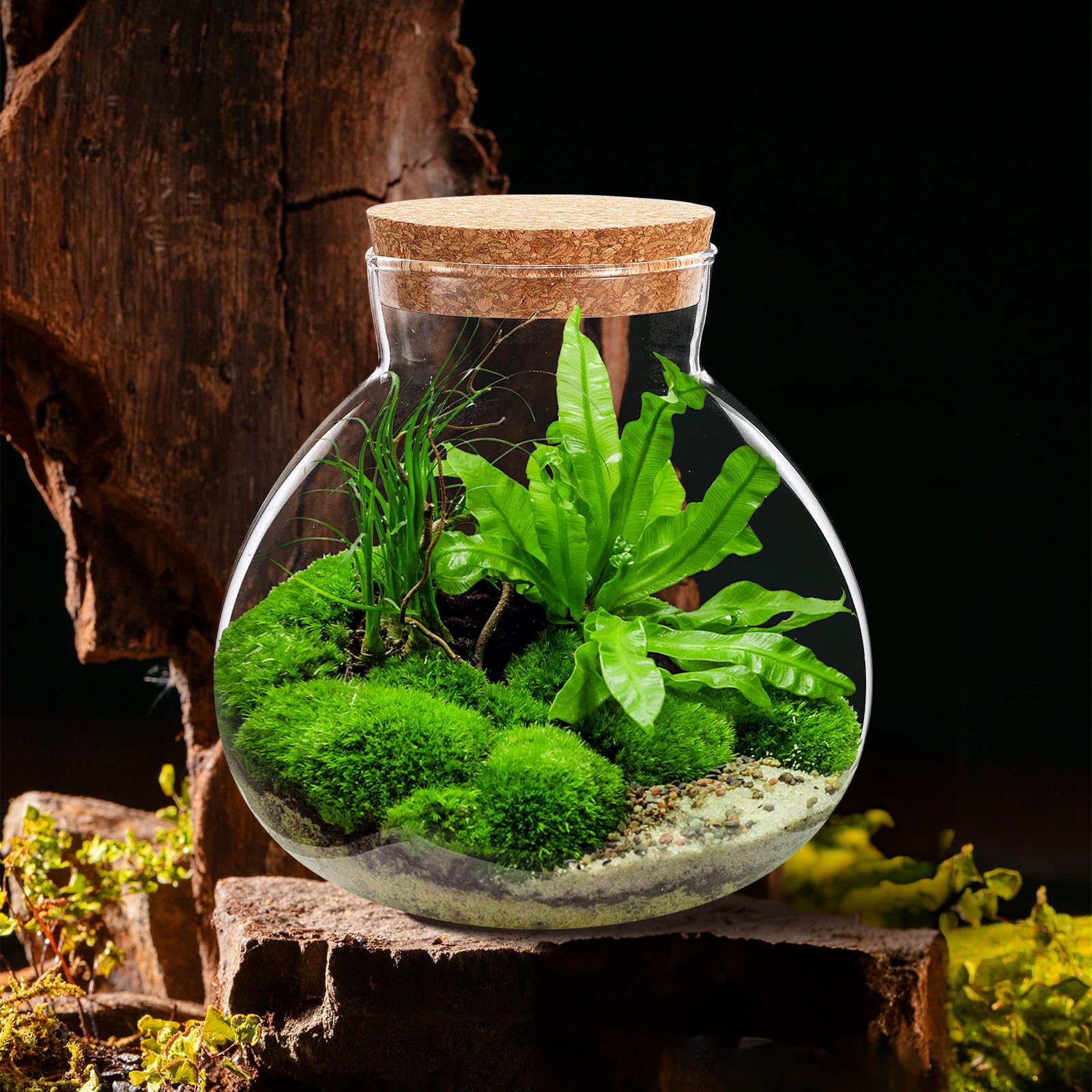 Toddmomy Pflanzen Glasterrarium aus Glas mit Korkverschluss Rundes Öko Flasche Terrarium 15X16cm Luftdicht Elegant und Leicht zu Reinigen für Selbstgemacht Mikrolandschaften