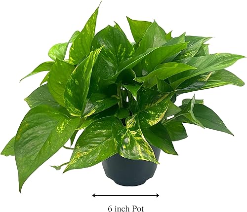 Miniatura 2 de BubbleBlooms Pothos dorados, Pothos abigarrados de 6 pulgadas, Epipremnum aureum, Hiedra del Diablo