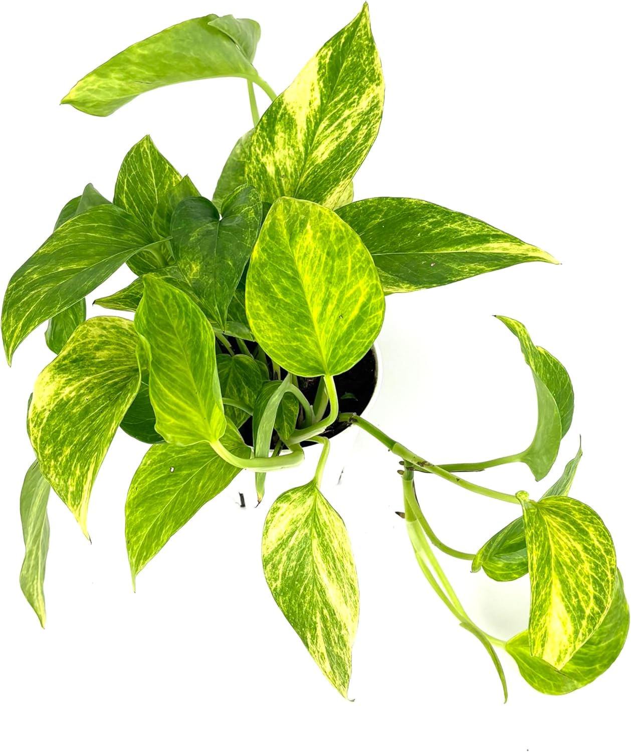 Neon Queen Pothos, Epipremnum Aureum, Air Purifying House Plant, 4 Inch Pot, Green Variegated Foliage