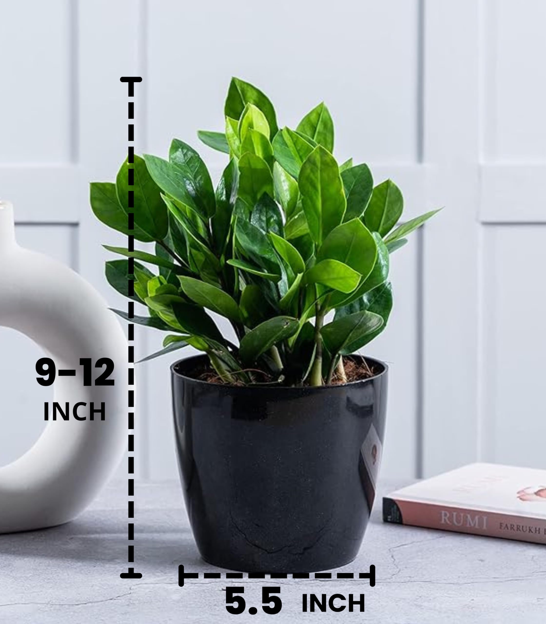 Nurturing Green® Indoor Live ZZ Plant In Glossy Black Plastic Pot (Size : Small) - Image 2 thumbnail