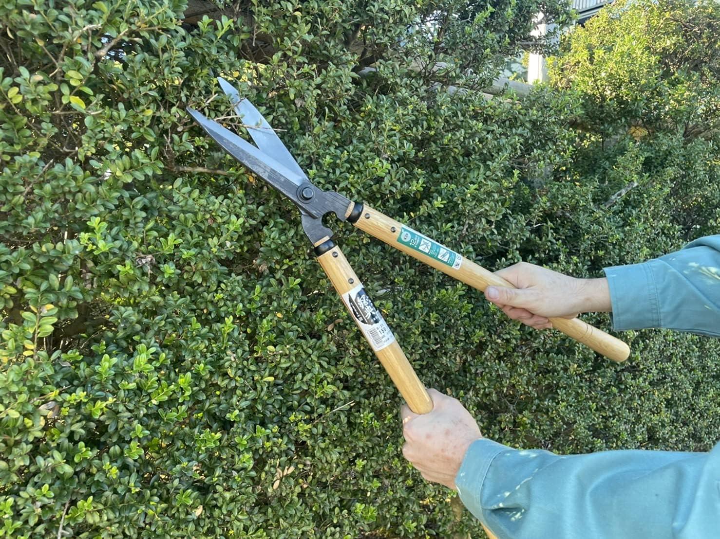 Itoarashi Cutlery Industrial B-25 Stainless Steel Quality Flower Hedge Trimming Shears (Large)