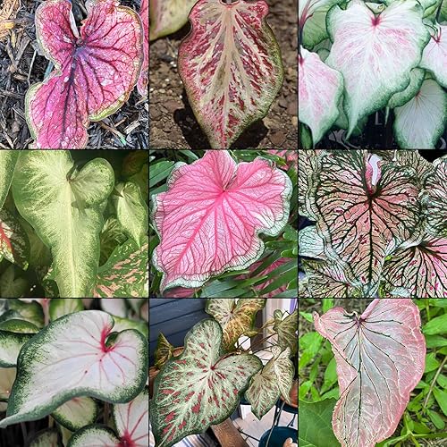 Caladium Bulbs – Strap Leaf Mix for Shade Gardens &