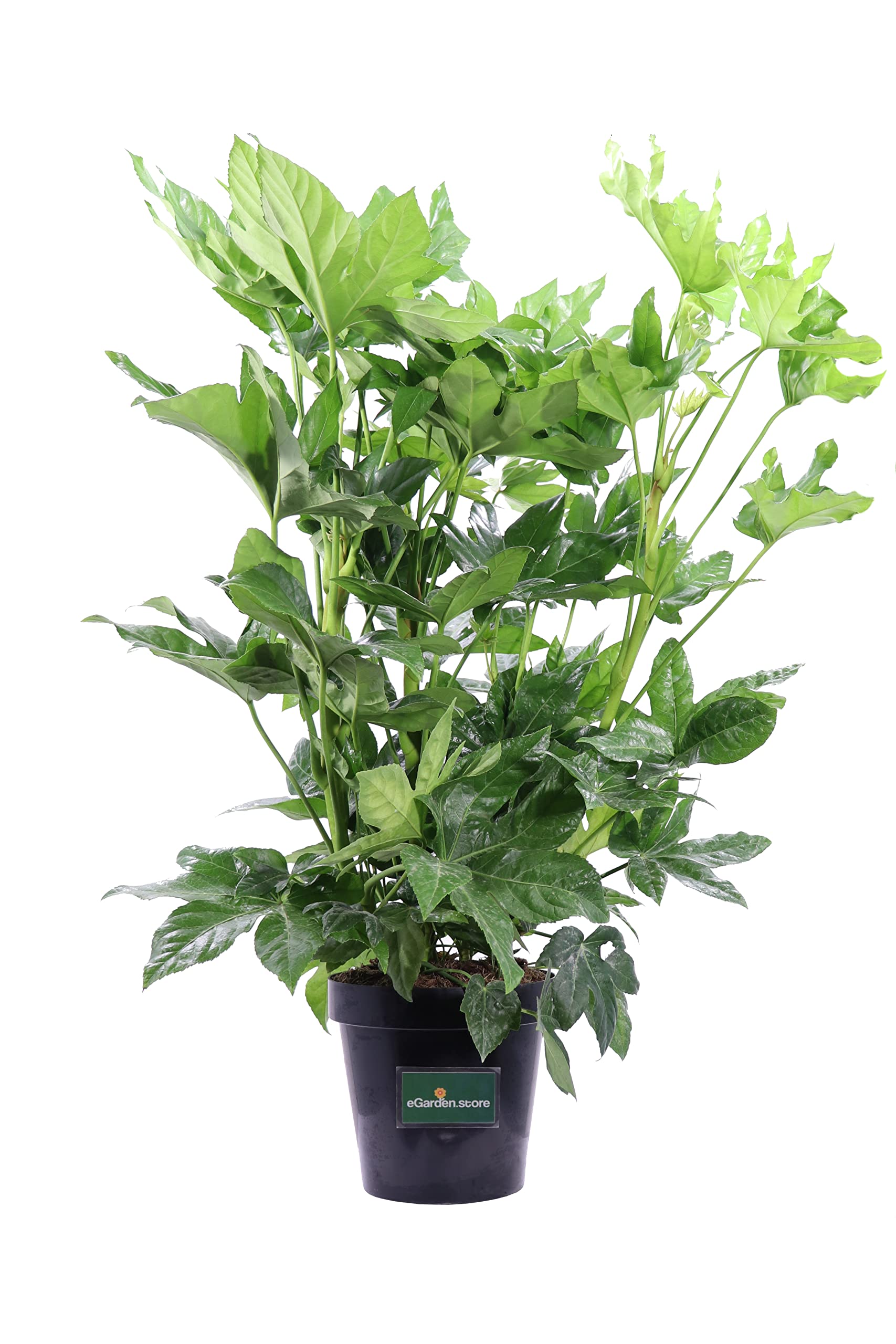 Pianta vera di Fatsia Japonica o Aralia ornamentale da arredo interno o esterno venduta da eGarden.store