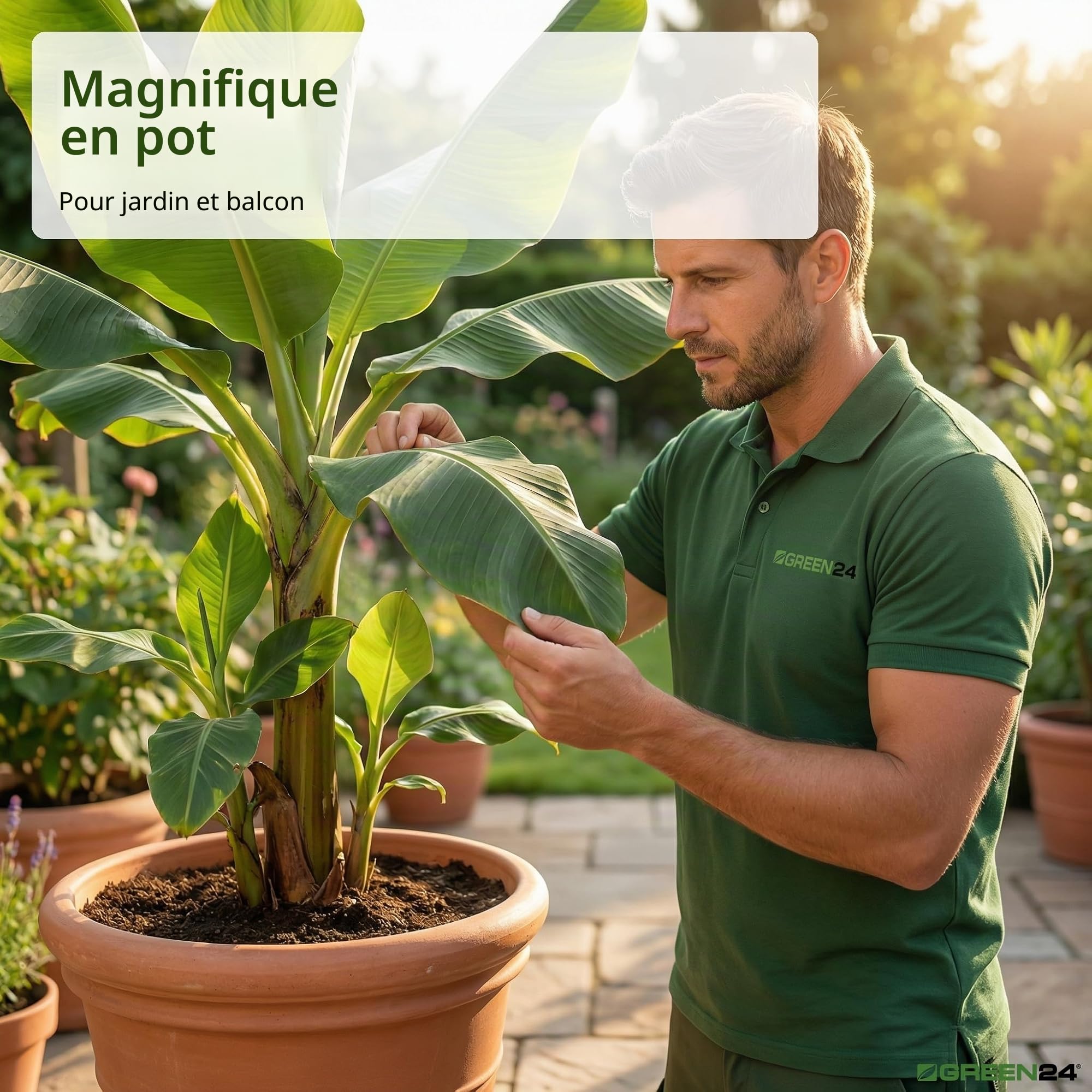 Green24 Engrais pour bananes Musa Haute technologie