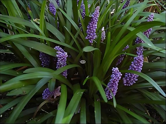 Lily Turf 'Big Blue', 54 Pots - 2 1/2 in.