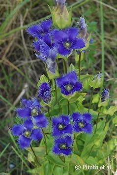 Gentiana crinita (Fringed Gentian) Perennial wildflowers ! 100 Seeds-blue,