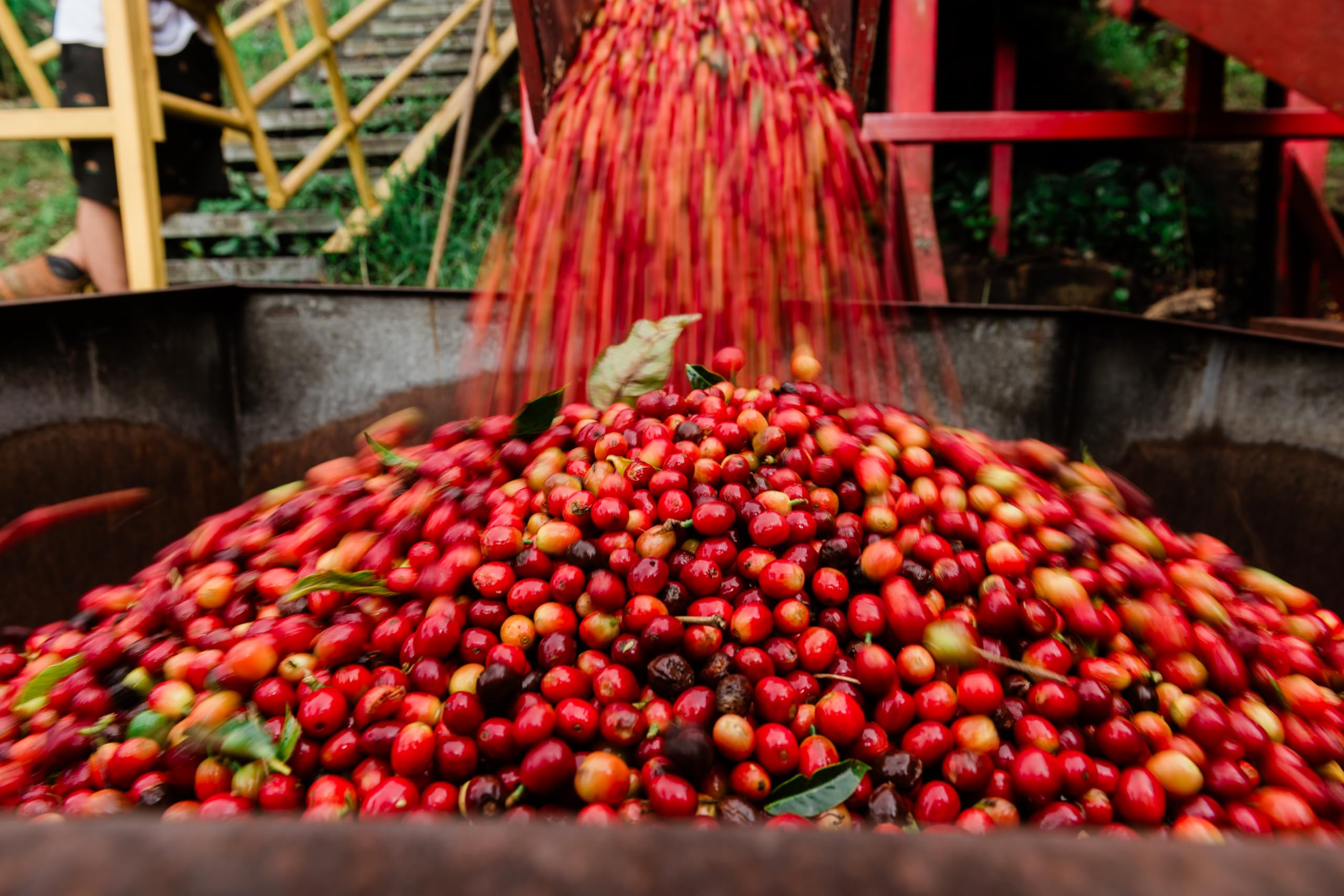 Amazon | ハワイコナ100% 24キャラット(粉) 198g ライオンコーヒー