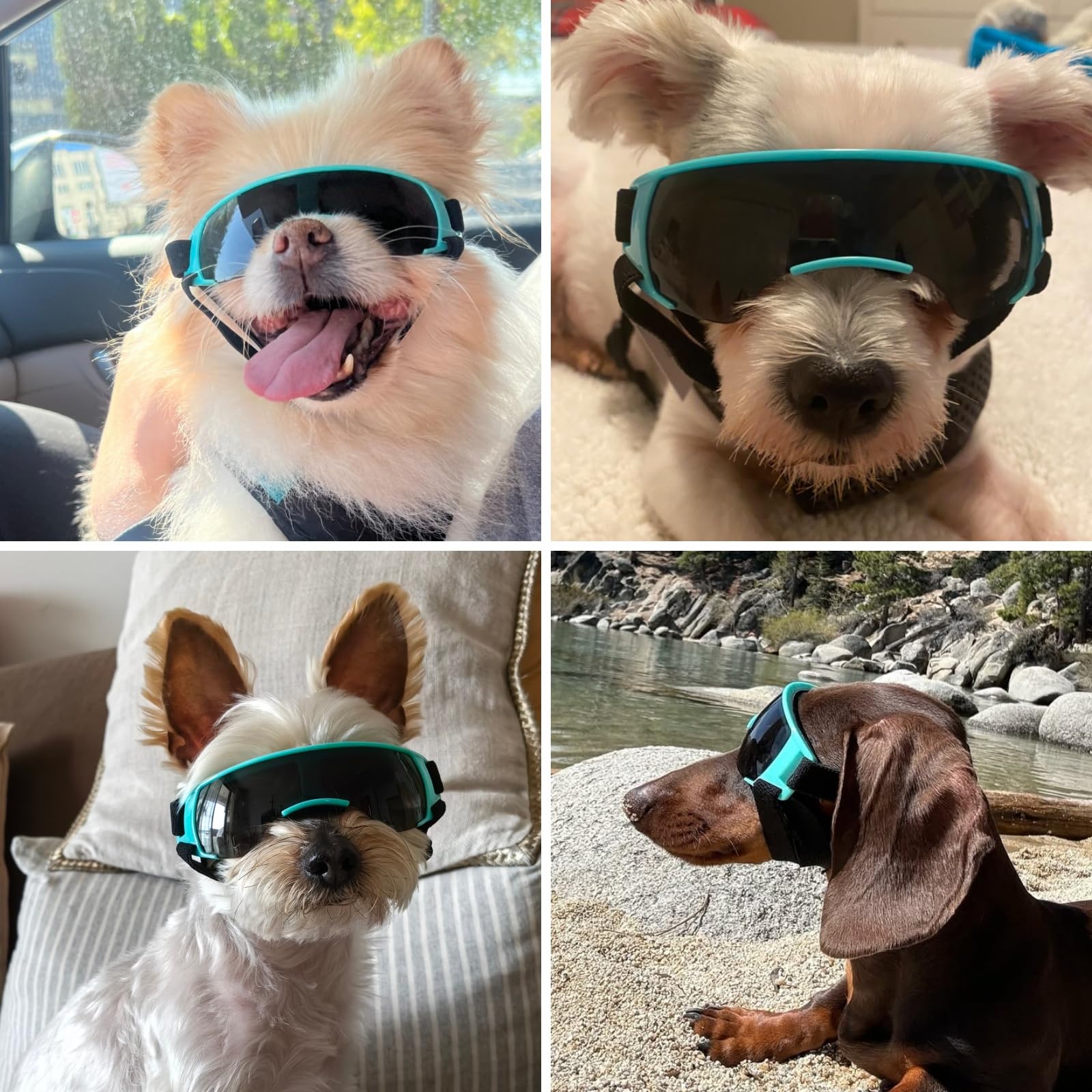 ENJOYING Dog Sunglasses Small Breed, Anti-UV Puppy Goggles for Small Dogs, Windproof Outdoor Dog Eye Protection for Driving Biking, Adjustable Head & Chin Straps, Cute Blue : Pet Supplies