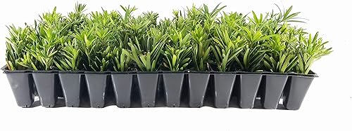 Podocarpus Enano Macrophyllus Pringles - 3 Plantas Vivas - Denso Evergreen Bajo Seto o Bonsai