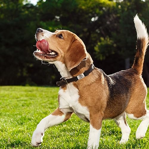 Miniatura 4 de Etiqueta de identificación personalizada con código QR para mascotas, con nombre de identificación silencioso, etiqueta de identificación escaneable