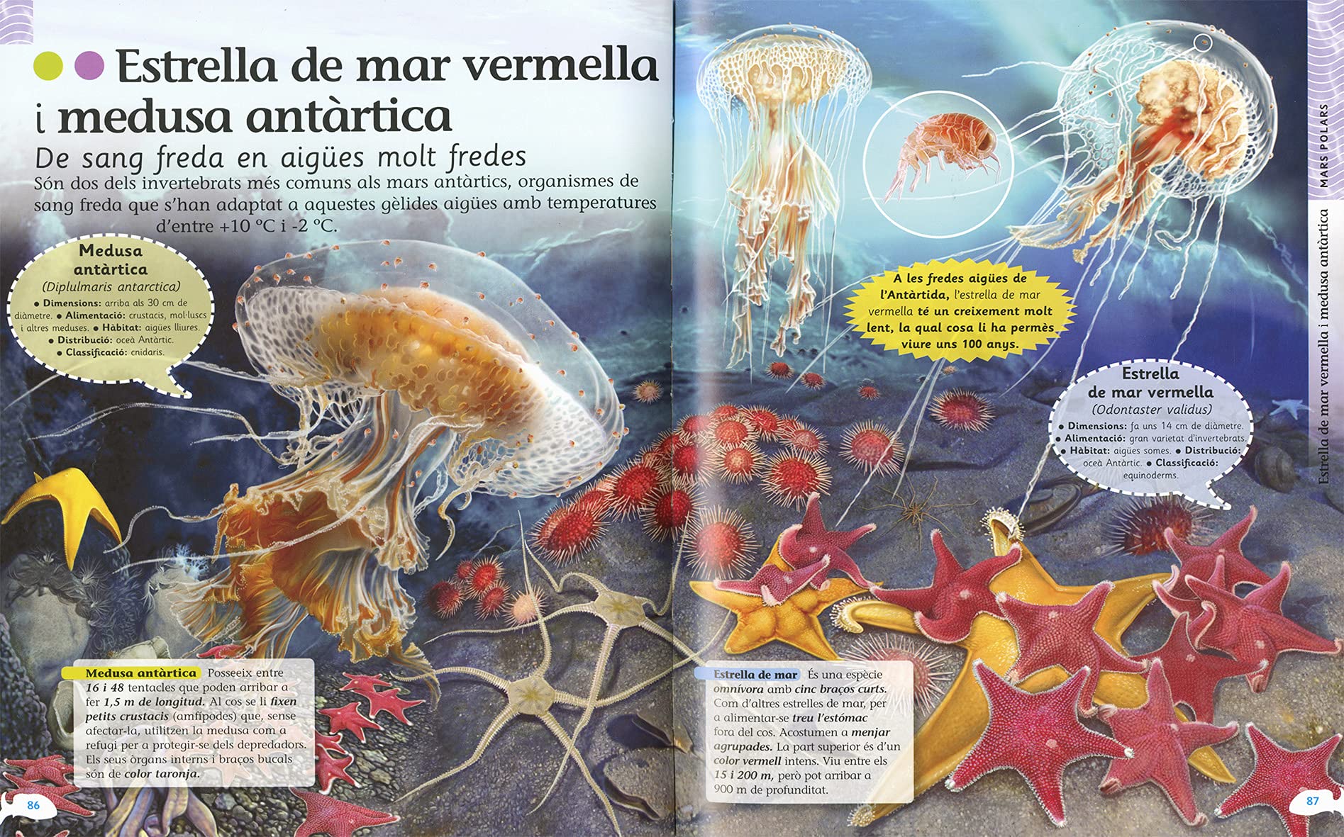 Enciclopèdia d'animals Del Mar (Biblioteca essencial)