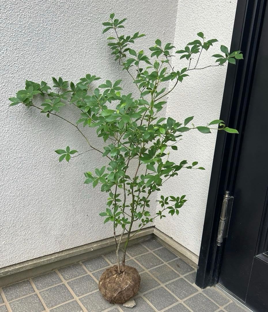 Amazon.co.jp: クロモジ（根巻き苗）黒文字 クロモジ苗木 : DIY・工具
