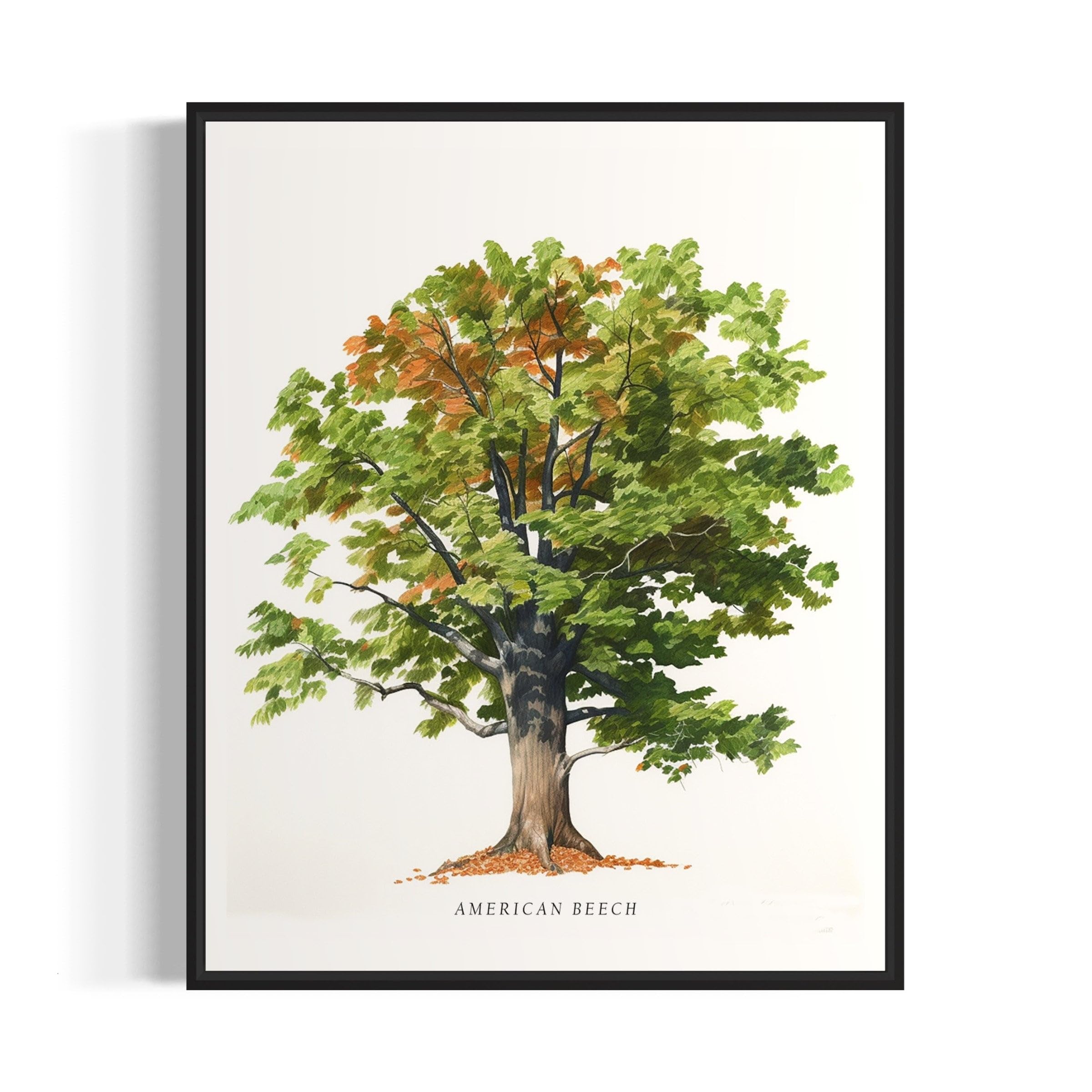 American Beech Tree Art Print, American Beech Tree Wall Art Poster, American Beech Tree Poster, American Beech Tree Print Art, Posters And Prints,262