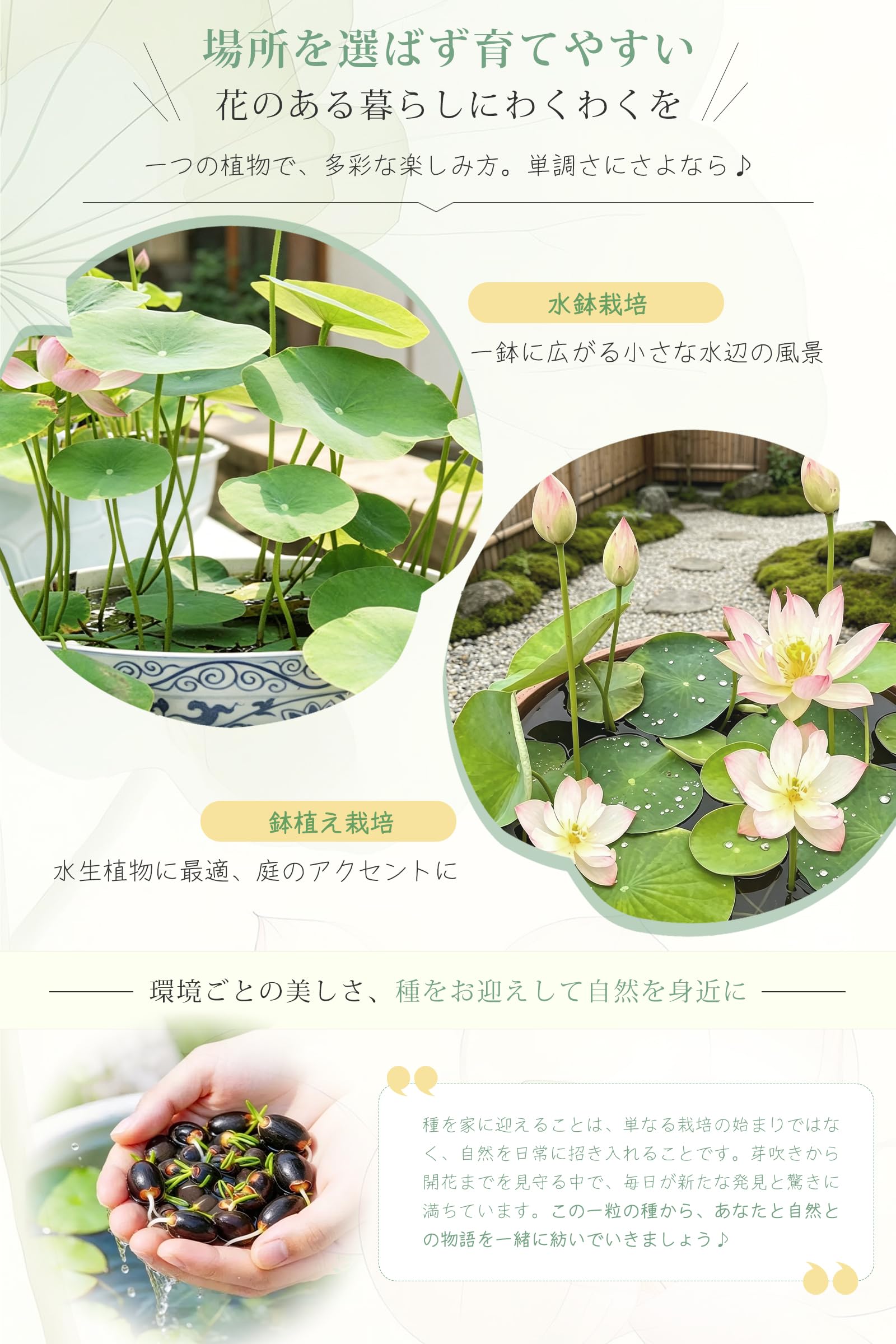 4種類の蓮の花のセット( つくものご注文です。) Amazon.co.jp: ハスの種 菜蓮 蓮の種 10粒＋2粒おまけ付き 観賞用ハス