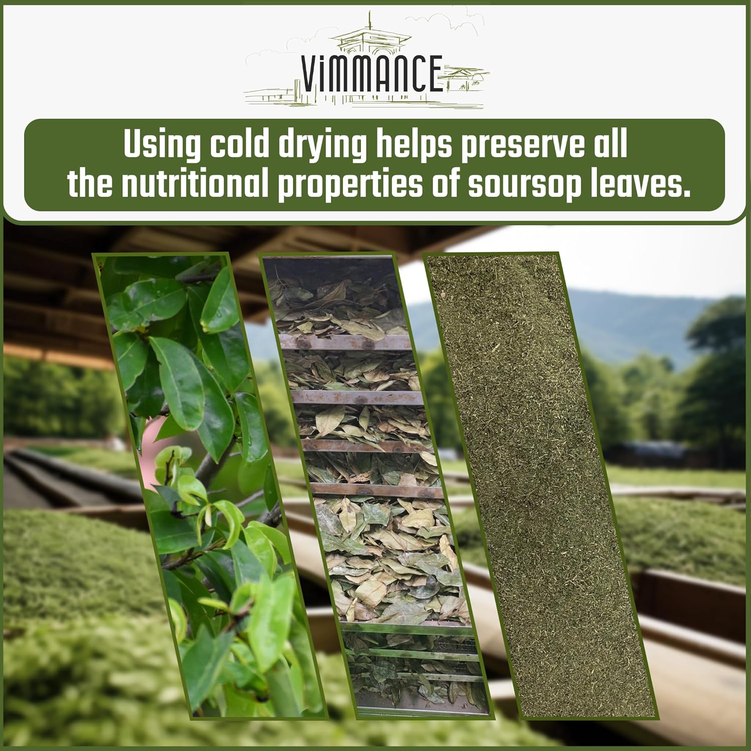 VIMMANCE Soursop Tea Bags, Graviola, Guanabana Tea, Vietnamese Herbal Tea, 100% Natural, Gluten Free, Caffein Free, Sugar Free, Not Bitter but Balance Taste (100 Tea Bags) - Image 5