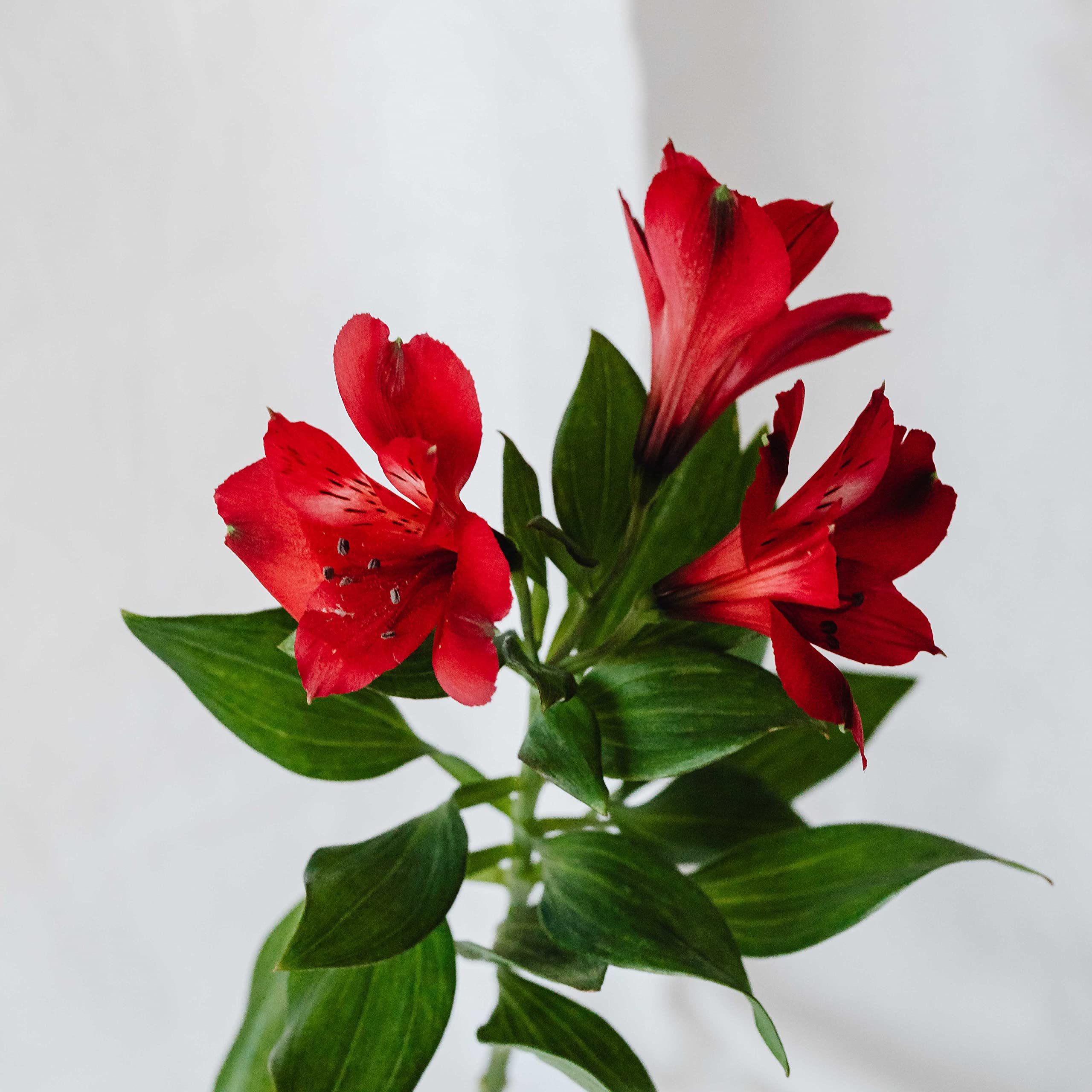 Lilium Knollen Mix 6 Stück - Winterharte Lilien Zwiebeln Für Garten & Topf