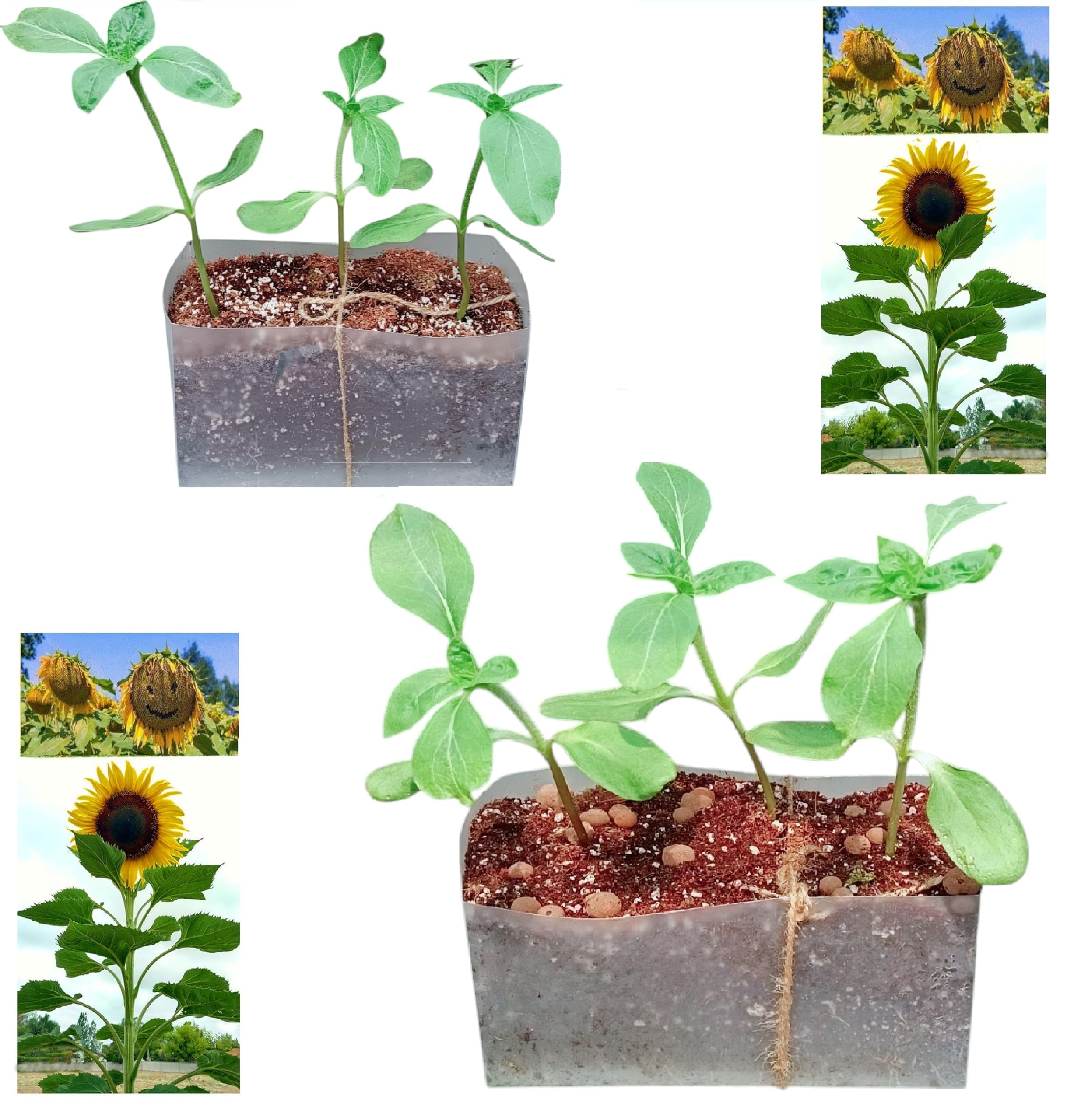 Sunflower Plug Plants – Grown from Premium Seeds by Experts – Healthy Garden Flower – Packs of 2 to 5 Available,Grows Up to 2M (6)
