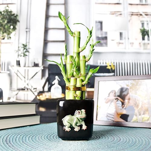 NW Wholesaler - Arreglo de cinco tallos de bambú de la suerte con maceta de rana de cerámica (negro)