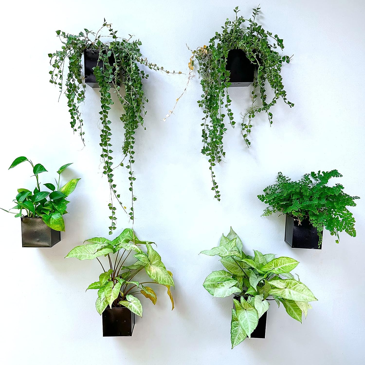See full amazon price history chart for Lavish Craft Wall Planter 6-Pack 4 Inch Square Metal Wall Planters for Indoor and Outdoor Plants, Small White Hanging Flower Pots for Balcony, Herb Garden Decor, Patio, and Porch Railings (Black) Lavish Craft Wall Planter 6-Pack 4 Inch Square Metal Wall Planters for Indoor and Outdoor Plants, Small White Hanging Flower Pots for Balcony, Herb Garden Decor, Patio, and Porch Railings (Black) (B0CHF8SQJM) Amazon Price History, Amazon Price Tracker