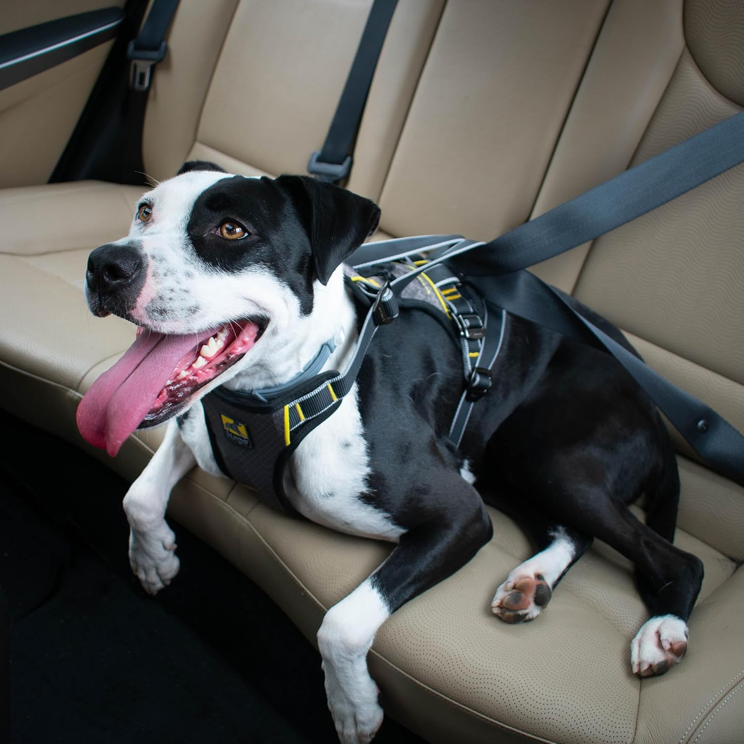 Kurgo Impact Dog Car Harness - Crash Tested Pet Harness - Premium Dog Car Safety - Padded Chest Support - Tubular Webbing Construction - High Strength Steel Buckles - Small