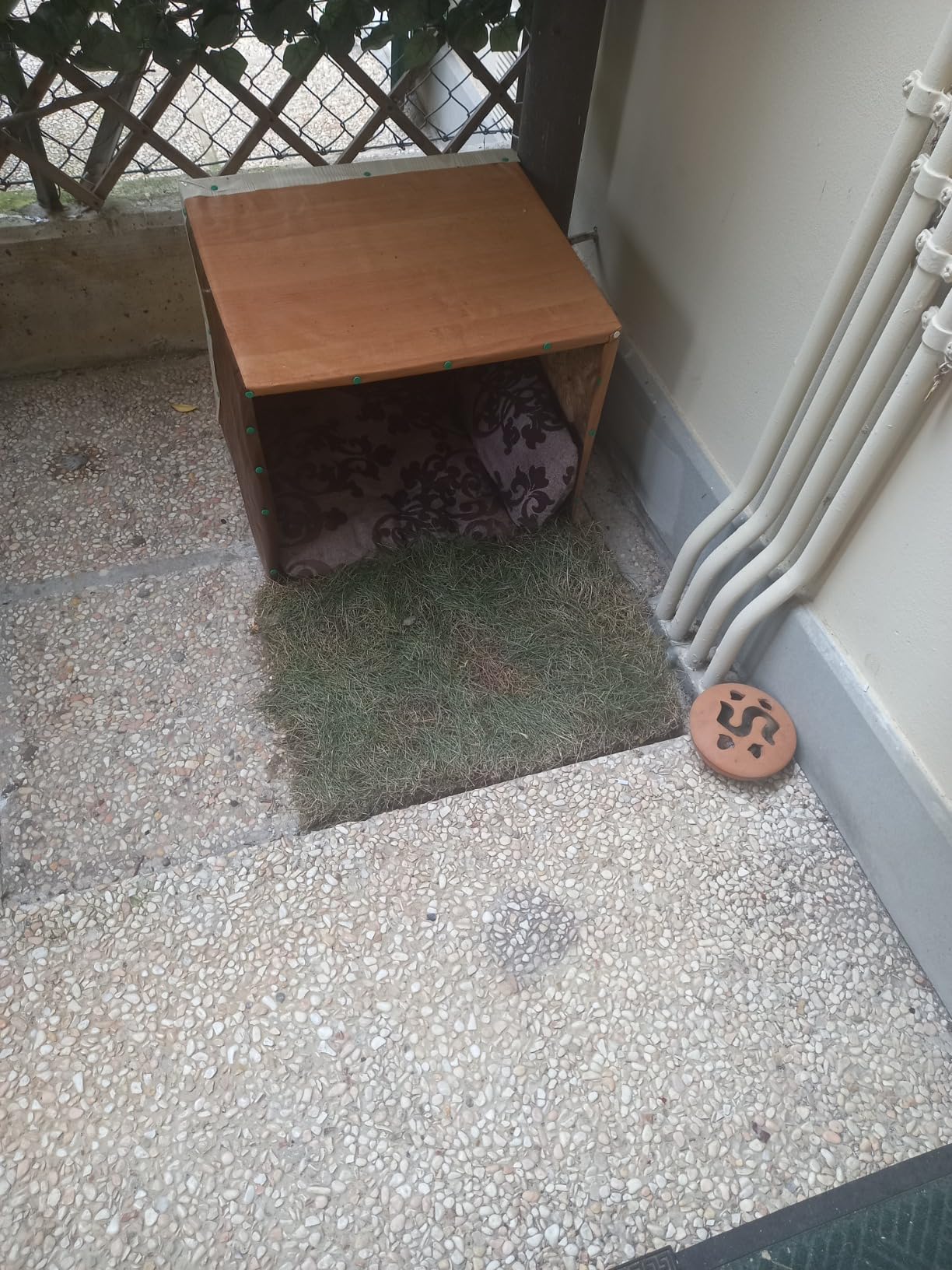 GreenInBox - Lettiera Ecologica In Erba Vera Per Cani E Piccoli Animali - Foto 5