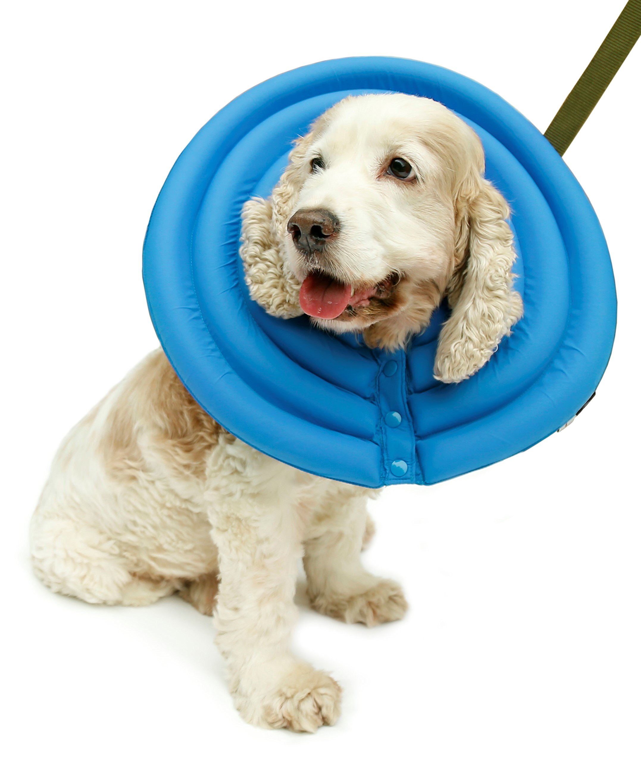 How Do I Feed My Dog With An E Collar