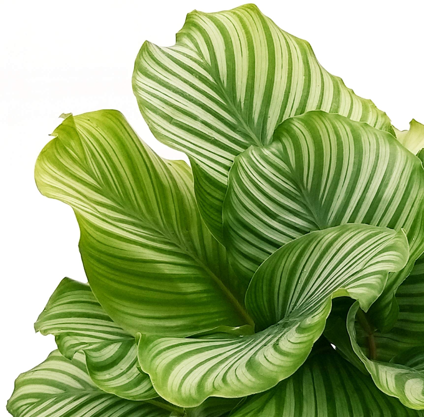 CALATHEA ORBIFOLIA XXL MARANTA Echte Pflanze : Amazon.de: Garten
