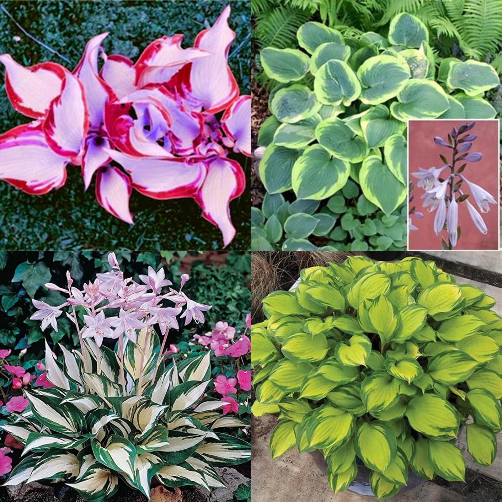 Funkien zwiebeln,winterharte,hosta plantaginea,hosta pflanzen,funkien  knollen,funkien pflanze winterhart,funkien rhizome,funkien hosta,funkien  kaufen,hosta pflanze winterhart.-8zwiebeln-greenA : Amazon.de: Garten