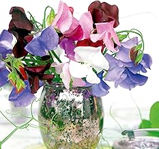 Suttons Sweet Pea Seeds Long Stem Mixed Flower Seeds, Approx. 50 Seeds per Pack, Grow Your own Fragrant Sweet Pea Plants from Seed, Ideal for Beds and Borders, Greenhouses