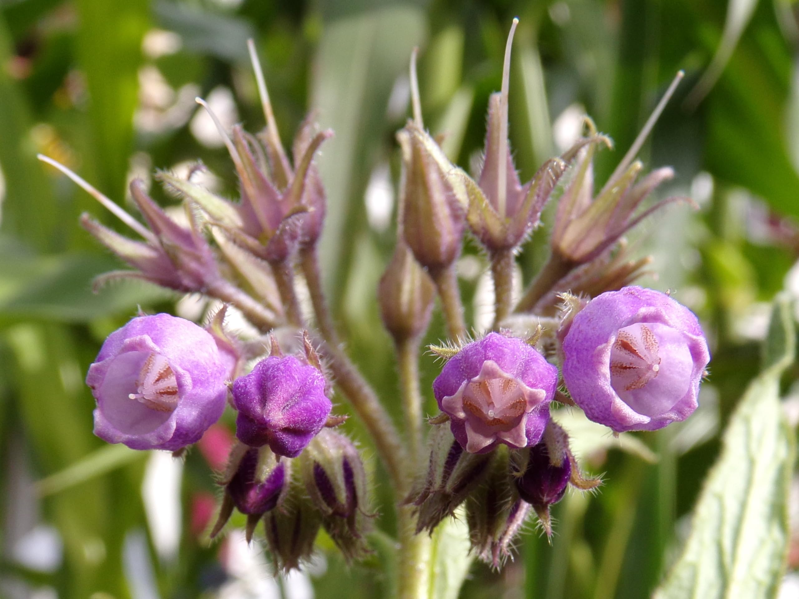 Żywokost NT - Symphytum Officinale (zielony nawóz) SEM14
