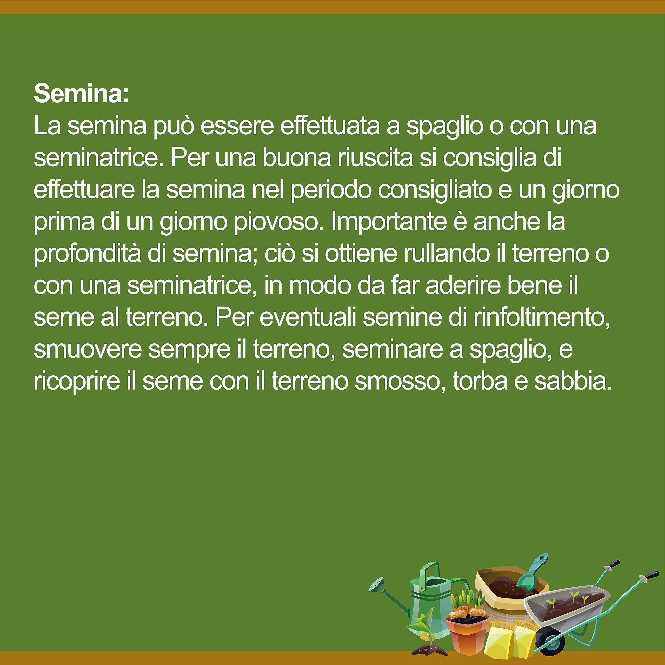 Il Contadino - Antiche Sementi | FESTUCA ARUNDINACEA | Césped, Apto para todos los lugares y tipos de suelo, excelente resistencia a la sequía, al pisado y al sombreado (5 kg)