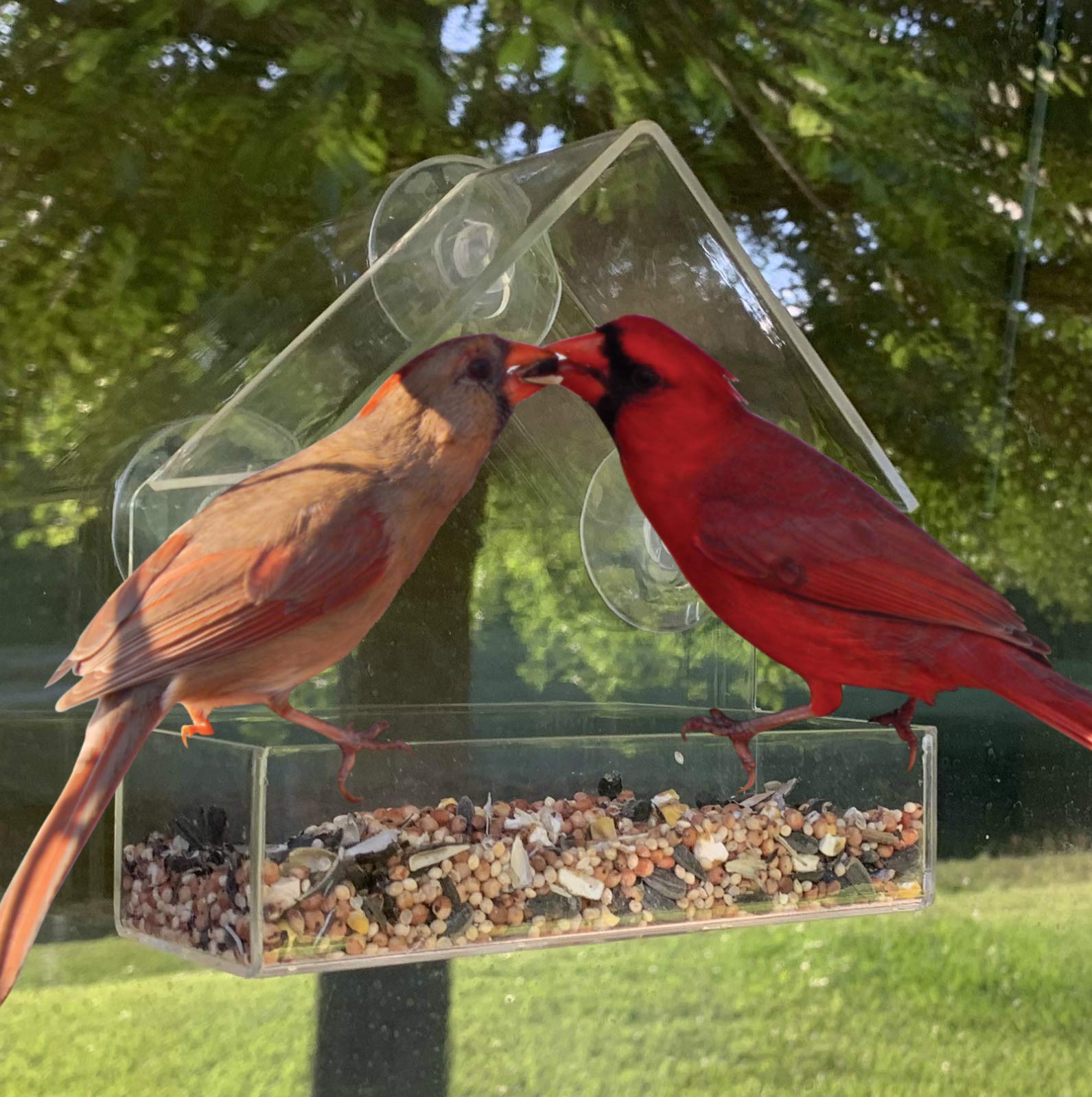 PREPARED4X Window Bird Feeders for Outside with Strong Suction Cups and Drain Holes | Small Comfort Feeder for Songbirds | 6x6x2.5 Inch