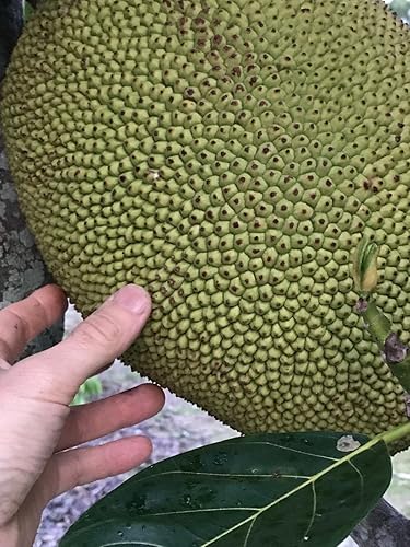 Miniatura 4 de Jackfruit Artocarpus Heterophyllus Jack - Árbol de plantas de plántulas de frutas de 8 a 13 pulgadas