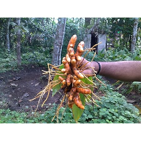 Seeds Turmeric Root Seeds Curcuma Longa Rhizomes Root Herb /& Organic NO GMO 20