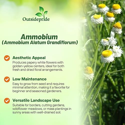 Miniatura 3 de Outsidepride Ammobium Alatum - Semillas eternas  10000 piezas de flores perennes, blanco plateado y centradas en oro, flores eternas aladas,